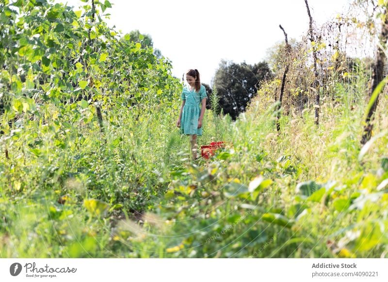 Portrait of teenager harvesting girl portrait vegetable green plant catalonia spain anoia young female food healthy natural fresh orchard farm sunny daytime