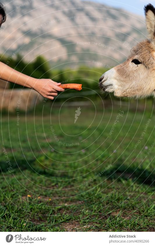 Young woman feeding carrot for donkey in field vegetable animal countryside farm hand agriculture rural nature summer grass meadow cattle pasture village cute