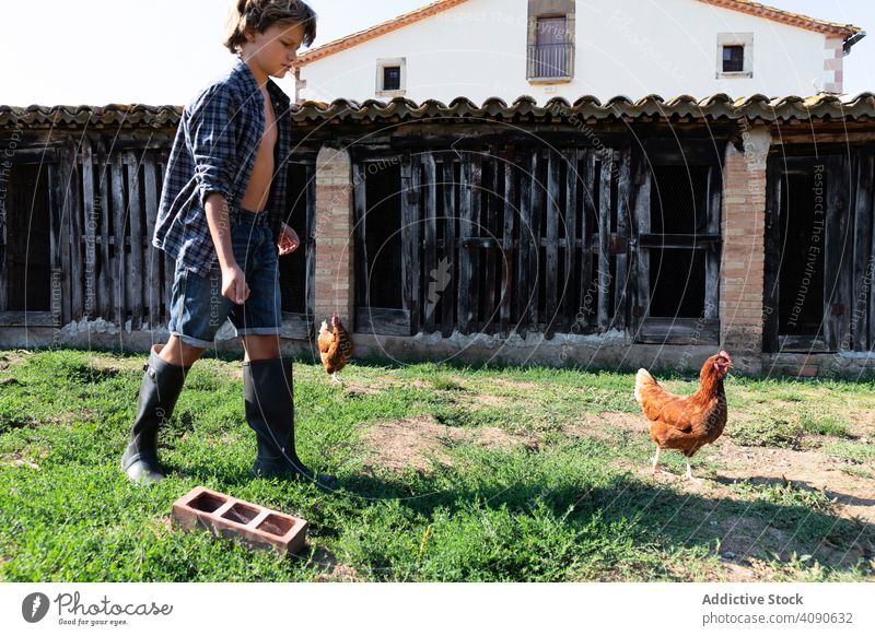 Boy feeding hens on farm paddock boy chickens teenager nature summer kid rural poultry food agriculture domestic lifestyle standing village house cute yard