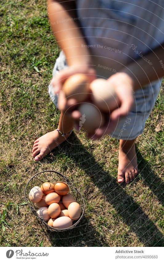 crop little girl carrying a eggs basket in farm cute food child kid healthy organic people grass holding caucasian happy childhood family hand fresh chicken