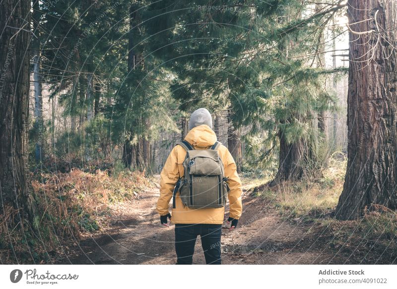 Unrecognizable traveler in conifer forest path trees man backpack sunny daytime standing nature landscape trip journey tourism adventure hiking trekking