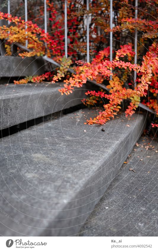 Barberry branches in autumn in front of the gray stairs with railings shrub Red Orange Gray Autumn Autumnal colours Concrete steps Stairs Nature Leaf