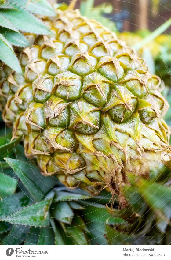 Close up picture of ripe pineapple on a local market, selective focus. fruit sweet natural organic healthy green stall fresh food tropical close up agriculture