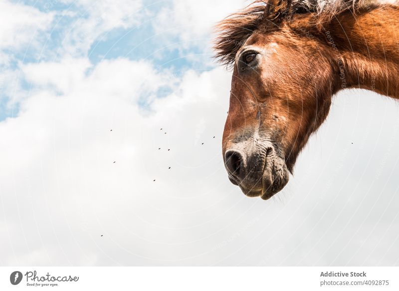 from below view of crop brown horse head in a cloudy background beautiful ranch sunlight nature chestnut pasture fauna crest companion idyllic blond mammal land