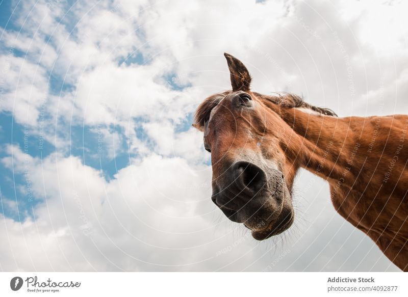 from below view of crop brown horse head in a cloudy background beautiful ranch sunlight nature chestnut pasture fauna crest companion idyllic blond mammal land