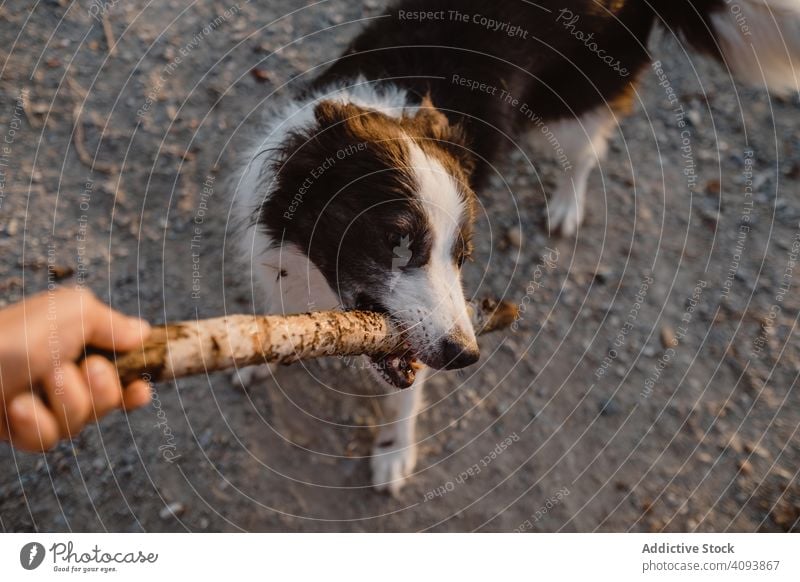 Faceless person having fun with senior Border Collie on road dog border collie animal pet stick play game friend domestic breed old black white pedigree teeth