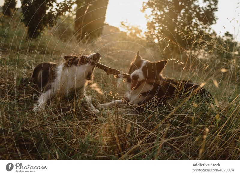 Border Collie dogs having fun together during stick game on dry grass in countryside border collie pet animal friend play mammal breed fur alert canine
