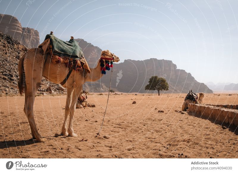 Camels in Wadi Rum aqaba bedouin camel camping climbing desert dunes granite rock eco-adventure film location horse jabal ram jabal umm fruth bridge jordan