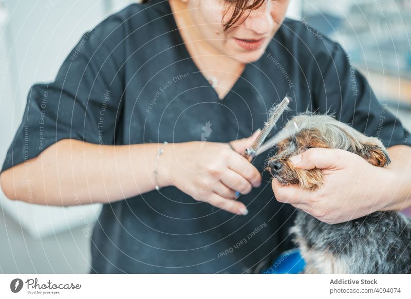 Crop groomer cutting fur of small dog muzzle trim woman scissors work animal pet salon grooming tool care pedigree purebred terrier canine instrument careful