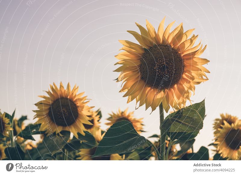 Sunflowers on background of blue sky sunflower field nature sunrise freedom country meadow morning landscape scenery picturesque vivid yellow adventure journey