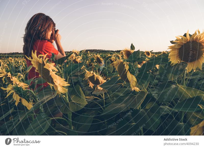 Photographer taking picture of sunflowers woman taking photo nature rural countryside photographer camera field sunset sky hobby agriculture landscape flora