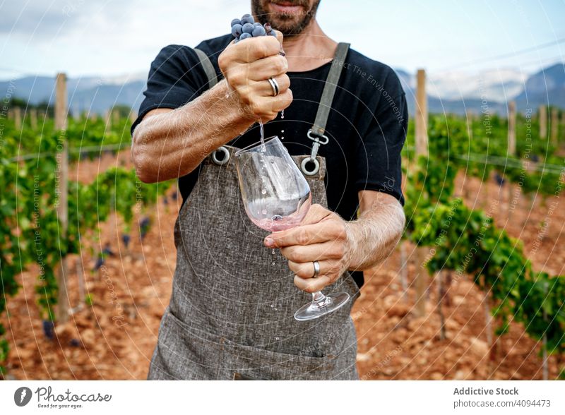 Male filling glass with wine on valley man vineyard pour male work wear nature winery drink viticulture agriculture lifestyle summer grape countryside standing