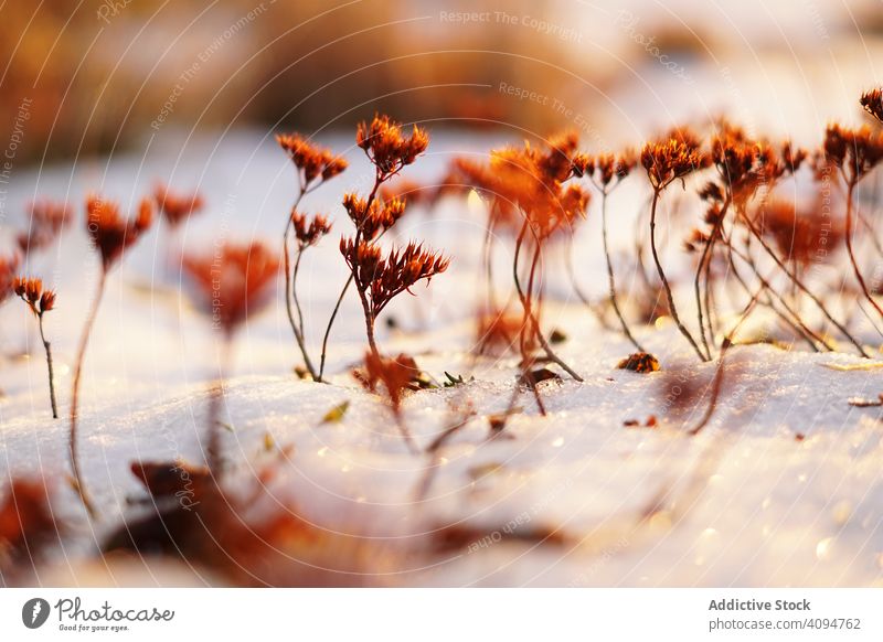 Orange flowers on meadow in winter plant snow field calm frozen vivid thin orange landscape silent nature season growth cold environment ice forest park weather