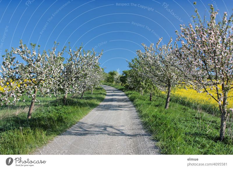 Field path through an avenue of fruit trees in blossom, rape blossoming on the left and right, in addition blue sky / spring / field path Spring fruit blossom