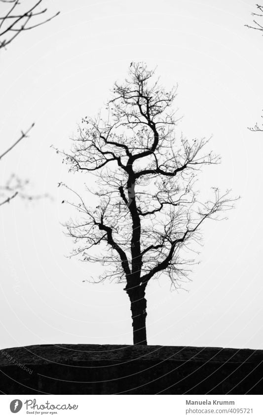 Tree in black and white Exterior shot Black & white photo Nature Contrast Light