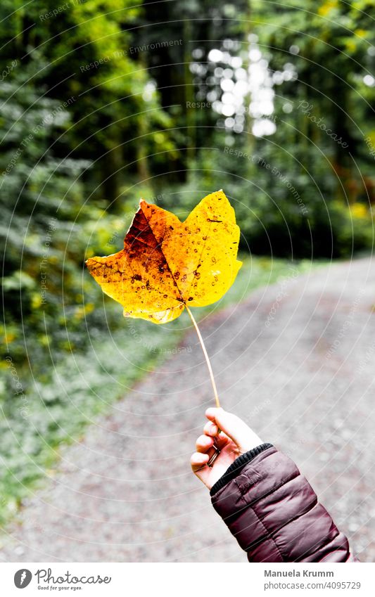 Leaf in autumn Hand Exterior shot Colour photo Autumn Yellow Nature Forest