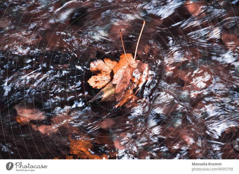 Leaves in water leaves Autumn Forest Water Brook Exterior shot Nature Calm