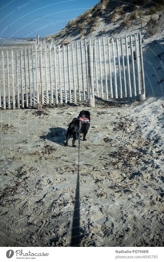 Dog on a leash walking on the beach Leashed leash dog Pet Animal Walk the dog To go for a walk Colour photo Exterior shot Dog lead Nature wood fence dune