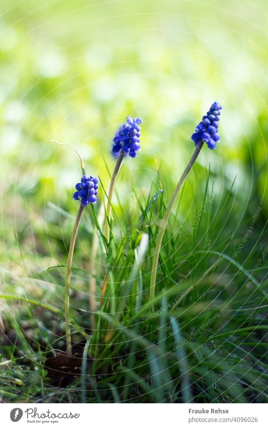 Three pearl hyacinths (Muscari) in the grass Pearl Hyacinth Blue deep violet spring Spring blossoms Flower clusters Beauty of nature Blossom
