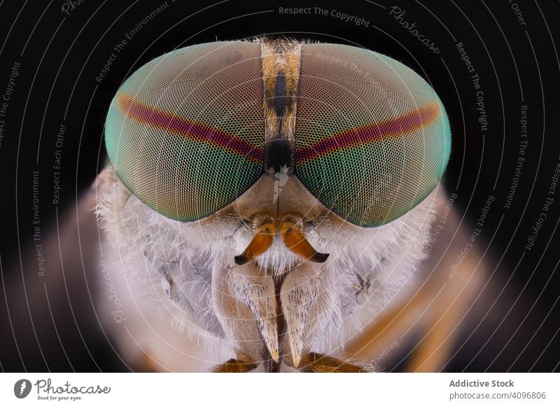 Flies head with big green eyes on sides fly round macro convex animal wild nature predator exotic feather detail carnivore insect majestic strong bug