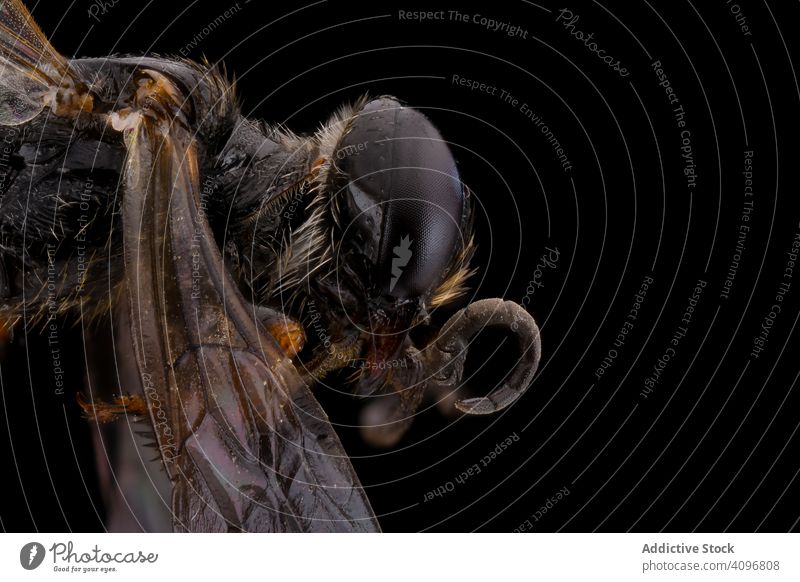 Threatening black flying insect with transparent wings threatening head eye macro nature detail magnification hairy parasite focus striped creature wild biology