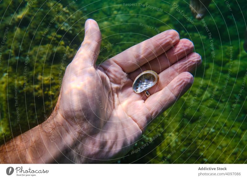 Diver holding little shell in hand undersea ocean dive natural seabed find underwater snorkel transparent pearl clear holiday vacation life marine adventure