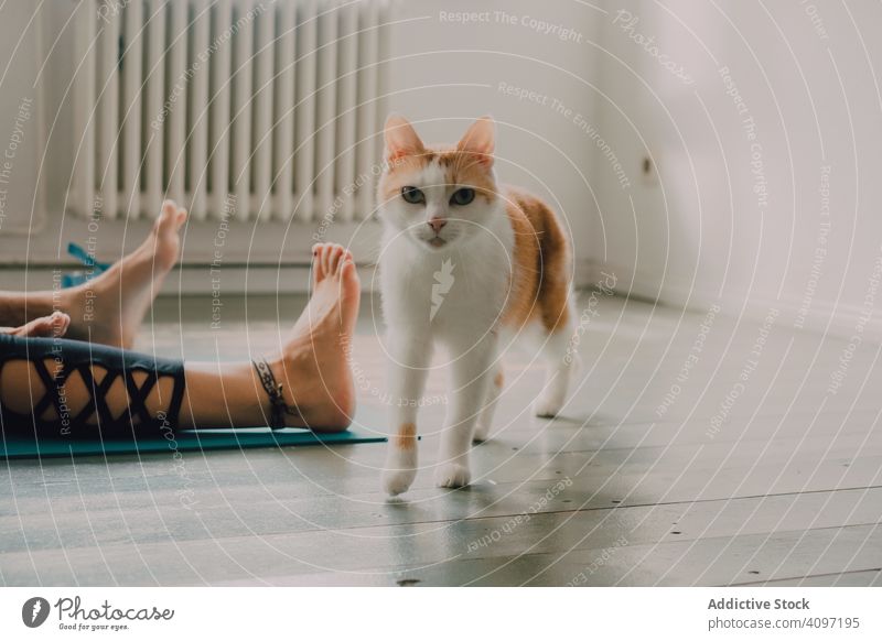 Playful ginger cat walking on floor at home playful curious healthy stroll room apartment person barefoot lying owner minimalistic pet animal domestic breed