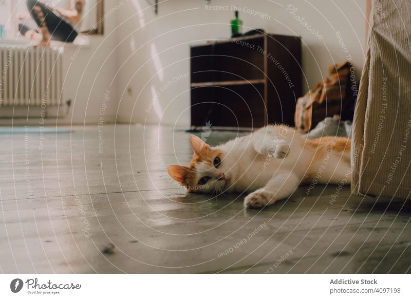 Playful ginger cat walking on floor at home rolling playful curious healthy stroll room apartment person barefoot lying owner minimalistic pet animal domestic