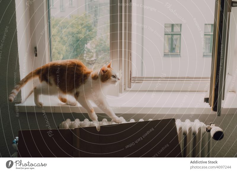 Curious cat walking along window sill curious ginger home stand casual modern domestic healthy relaxed inspect feline animal kitten pet furry breed creature