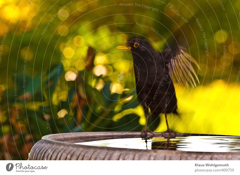 Blackbird cock takes off from the edge of a bird bath Environment Nature Animal Summer Beautiful weather Bird Animal face Grand piano 1 Water Swimming & Bathing