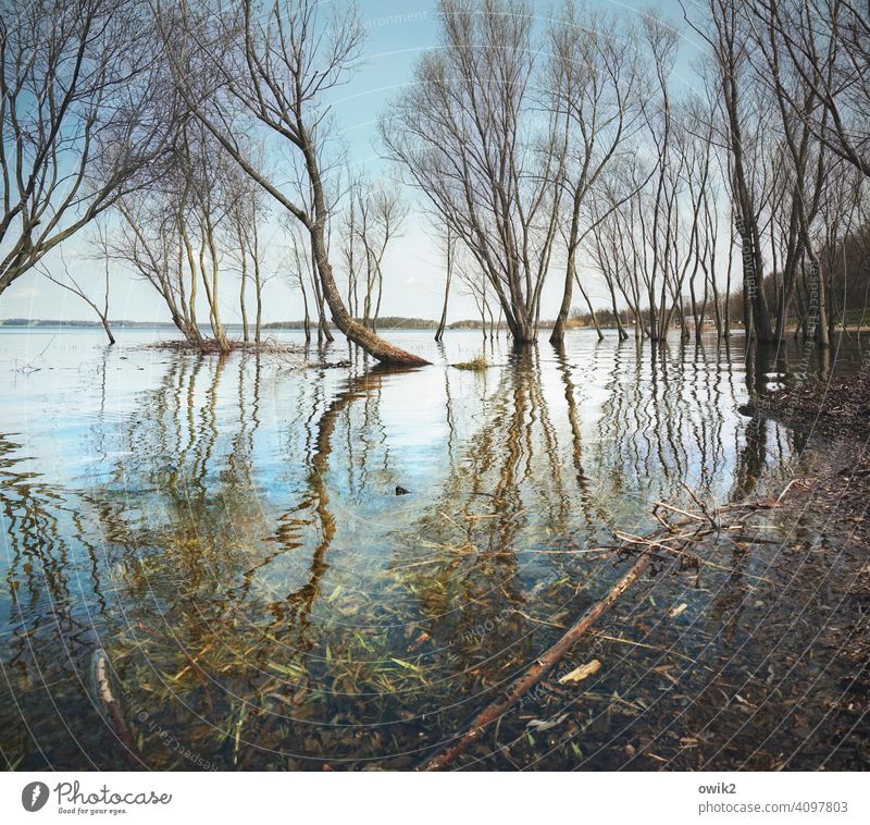 Louisiana trees Water land under twigs wet feet High tide flooded Deluge branches Spring Surface of water Reflection Sky Horizon Reflection in the water