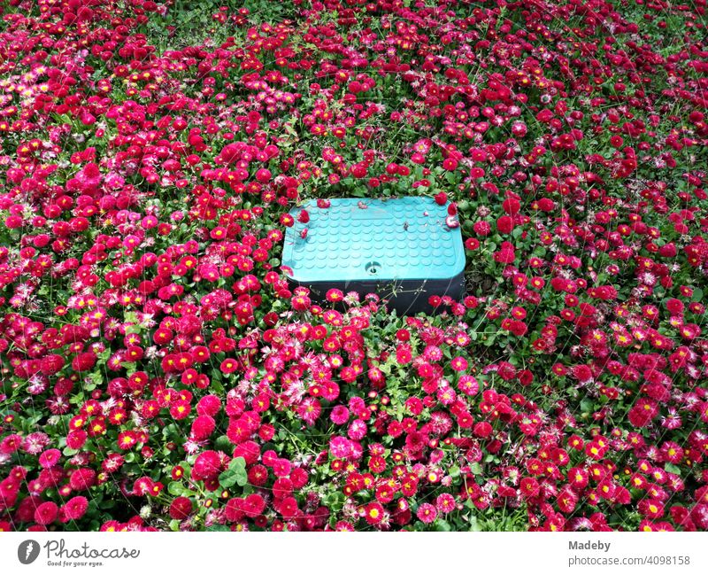 Green step protection with knobs as cover in a flower bed with red blossoms in summer in Bursa in Turkey flowers Flowerbed sea of blossoms Red Violet Garden