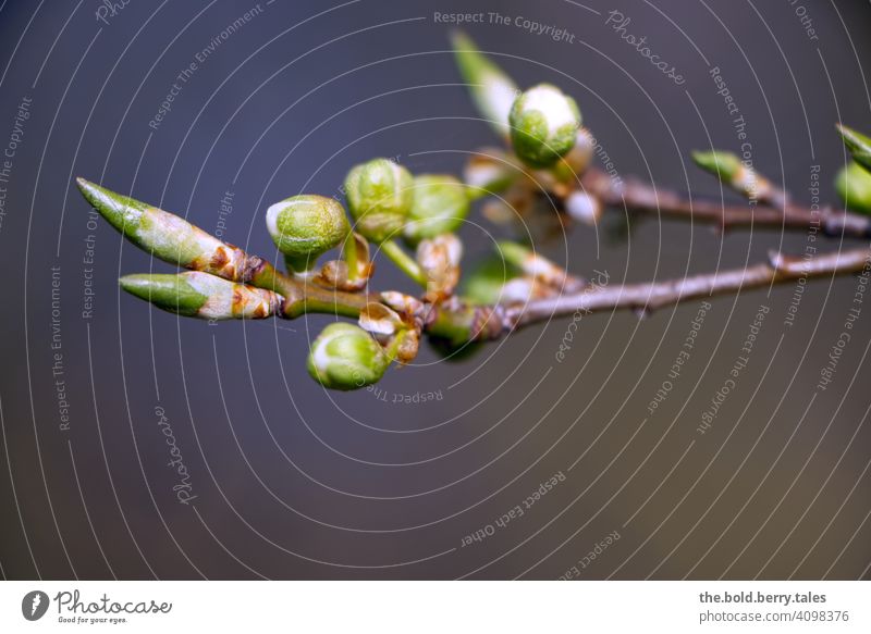 tree buds Blossom Tree White Green Nature Plant Spring Blossoming Colour photo Close-up Exterior shot Garden Shallow depth of field Deserted Growth pretty Day