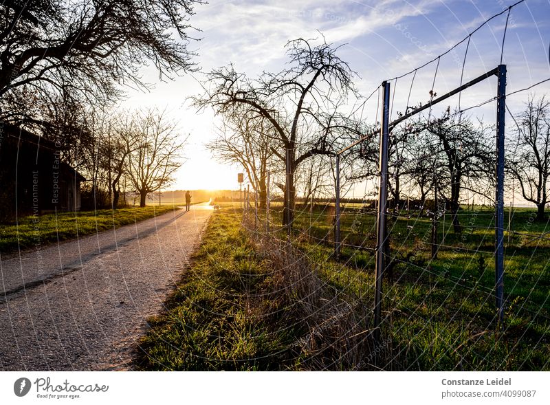 Person with dog in morning light off the beaten track Dawn Back-light Sky Blue sky Colour photo Sun Beautiful weather Nature Landscape trees Fence