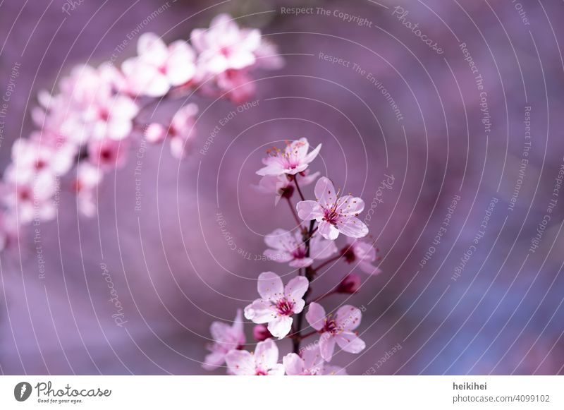 Spring awakening, beautiful delicate pink flowers Blossom Flower Plant Nature Colour photo Blossoming Pink Fresh pretty background Growth Spring fever Delicate