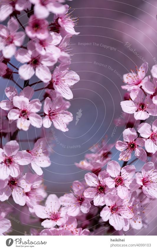 Pink flowers - a beautiful background for your graphic project Blossom leave Flower Plant Close-up Nature Detail Colour photo Blossoming Spring Spring fever