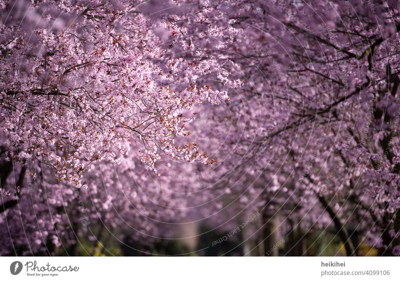 An avenue with pink blossoming almond trees - spring is here! Sky graphical element Abstract Cherry Garden spring awakening Depth of field sea of blossoms