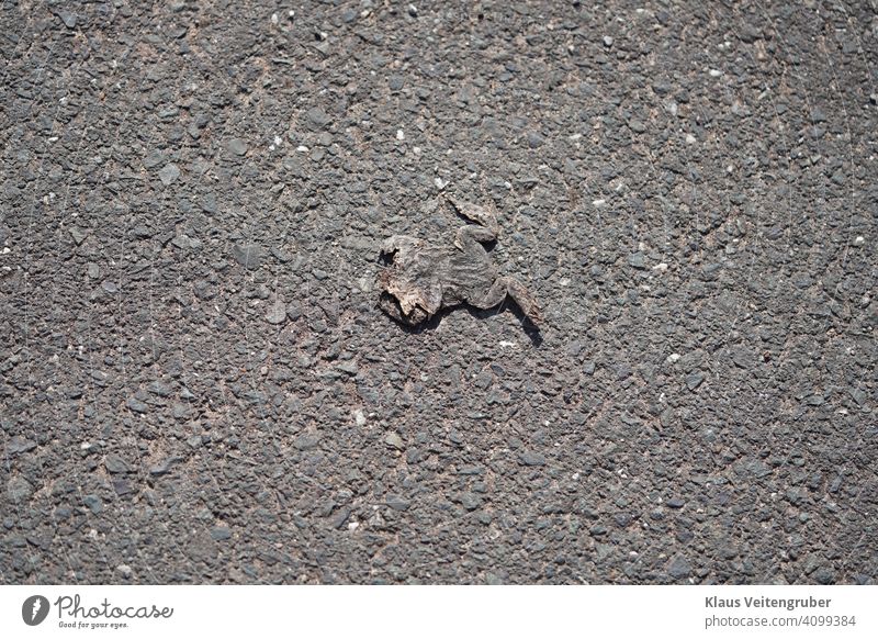 Toad run over on the road Painted frog Street Animal Death Gray Pavement