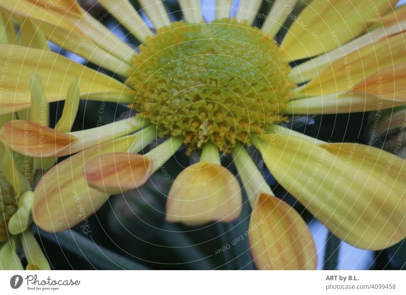 Chrysanthemum indicum, Swifty yellow & orange Flower Blossom Yellow Orange Spring Season