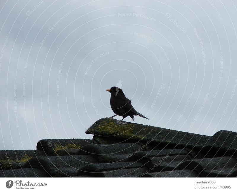 Armserln Blackbird