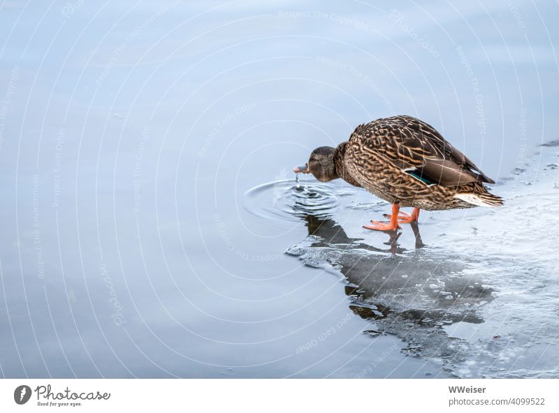 The duck stands on the ice and drinks the cold water Duck Water Lake Winter Bird Ice Plaice Cold Drinking Drop Beak River Stretching Minimalistic intricately