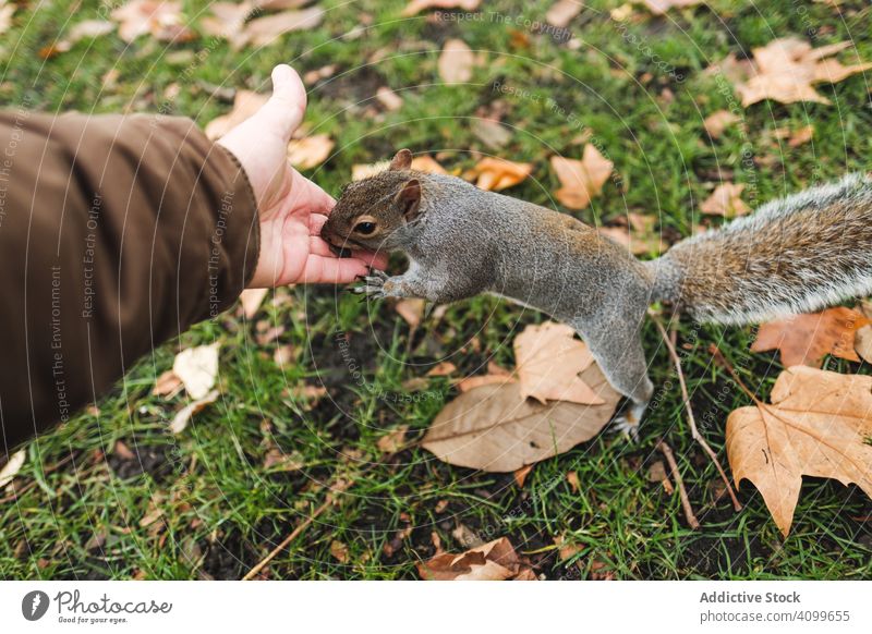 Crop man feeding squirrel in park seed autumn lawn leaf nature london england furry nut treat grass calm tranquil great britain serene peaceful fluffy dry fall