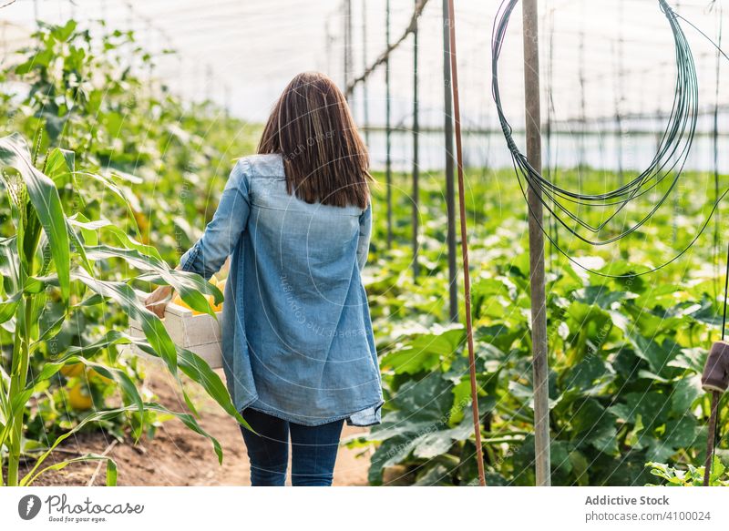 Farmer carrying crate with crop in greenhouse woman melon harvest control farm attentive glasshouse food edible check hothouse gather meal female nature rural