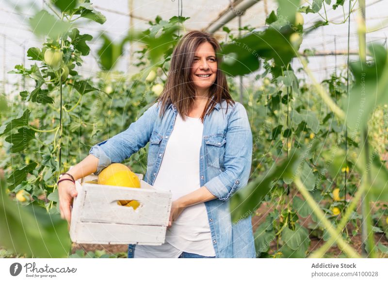 Smiling farmer carrying crate with crop in greenhouse woman melon harvest control happy attentive glasshouse food edible check hothouse gather meal female