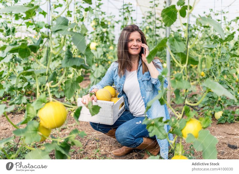 Farmer using smartphone while working in greenhouse farm talking melon read woman profit income business watch happy attentive plan glasshouse smile food female