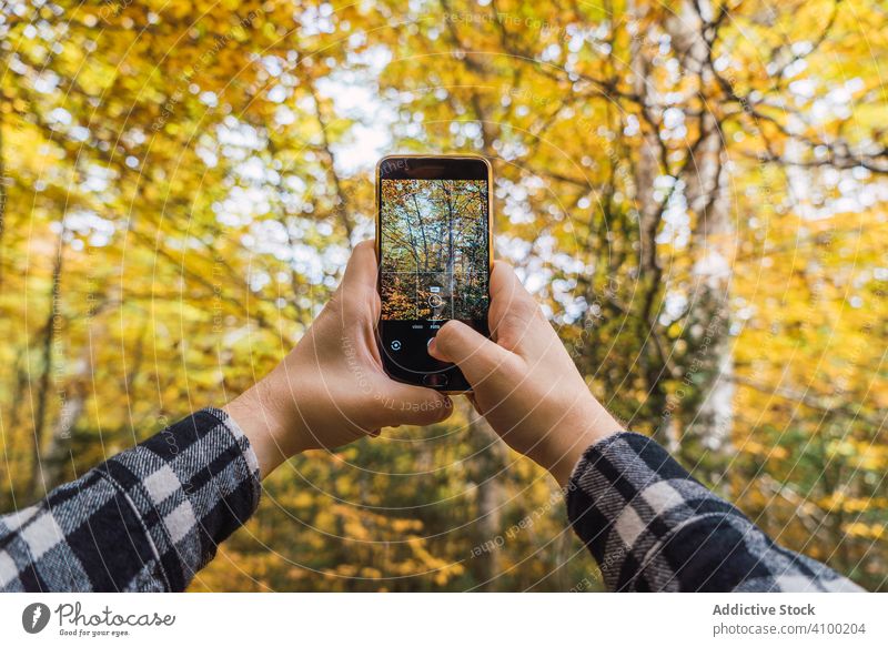 Casual tourist making photo on smartphone of nature taking autumn tree woods using browsing device gadget forest picture camera leaf vacation colorful foliage