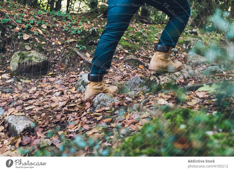 Legs of traveler in casual outfit exploring autumn forest hiking foliage leaves fallen leafage nature explore walk go countryside adventure lifestyle woods