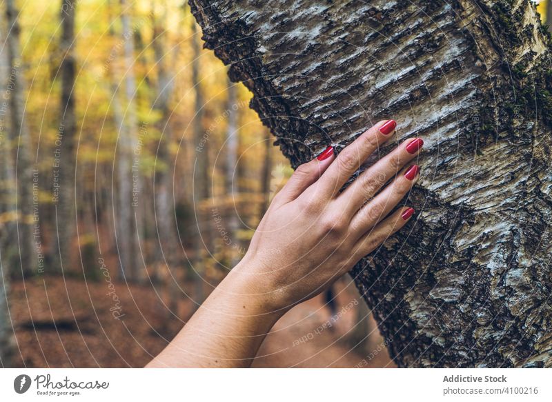 Female hand holding on tree at autumn forest touching tender female nail rough bark nature golden yellow red fallen leaves foliage leafage woods lifestyle plant