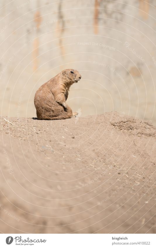 Prairie Dog I Zoo Animal Wild animal Prairie dog 1 Looking Sit Brown Attentive Watchfulness Beautiful Colour photo Exterior shot Deserted Copy Space right