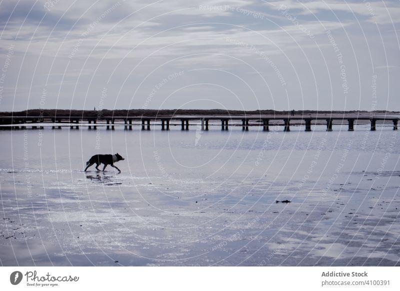 Dog running in shallow river with pier dog silhouette water delta coast cloudy sky walk wetland nature vacation travel tourism holiday discovery explore